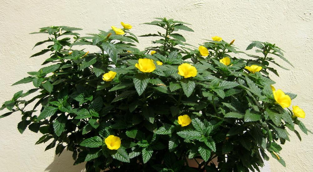 Photo of Yellow Alder (Turnera ulmifolia) uploaded by vitrsna