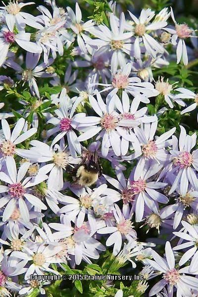 Photo of Common Blue Wood Aster (Symphyotrichum cordifolium) uploaded by Joy