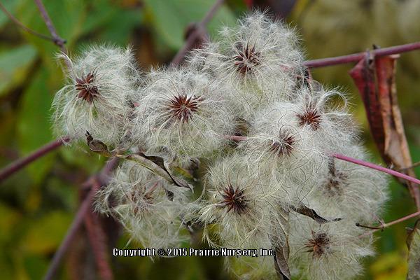 Photo of American Virgin's Bower (Clematis virginiana) uploaded by Joy