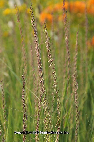 Photo of Sideoats Grama Grass (Bouteloua curtipendula) uploaded by Joy