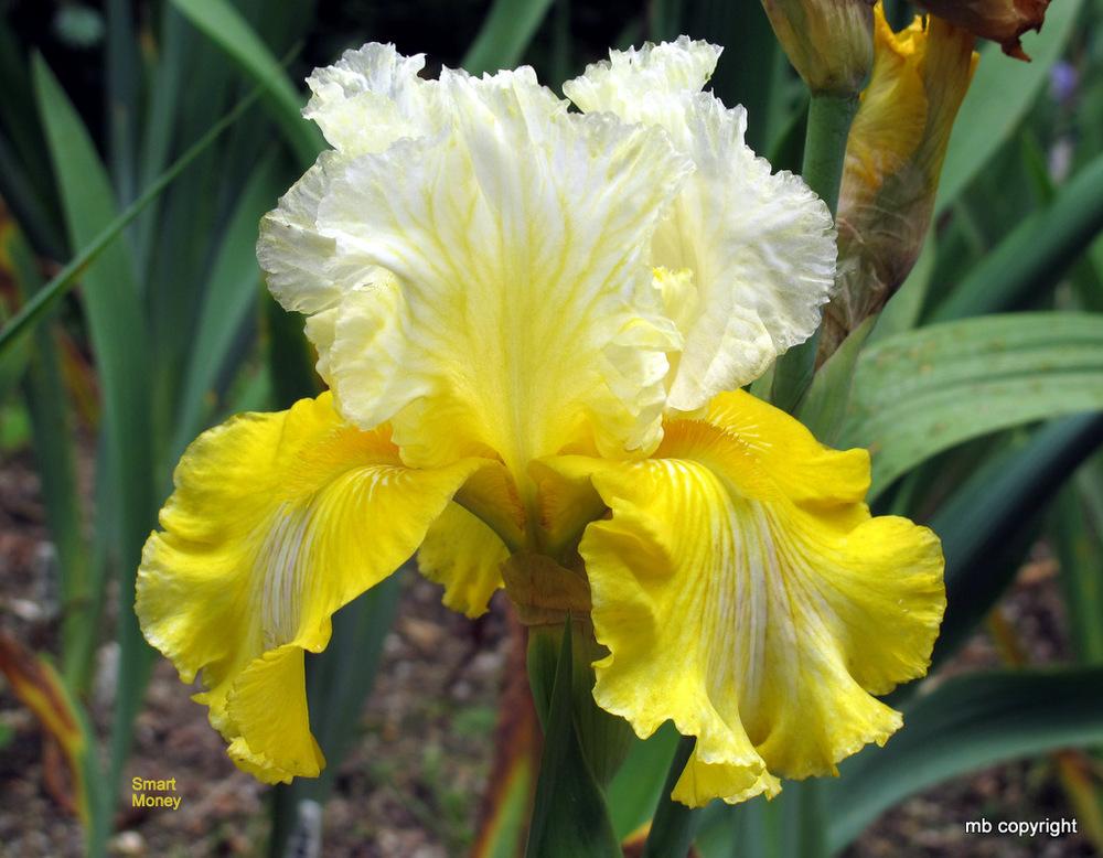 Photo of Tall Bearded Iris (Iris 'Smart Money') uploaded by MargieNY