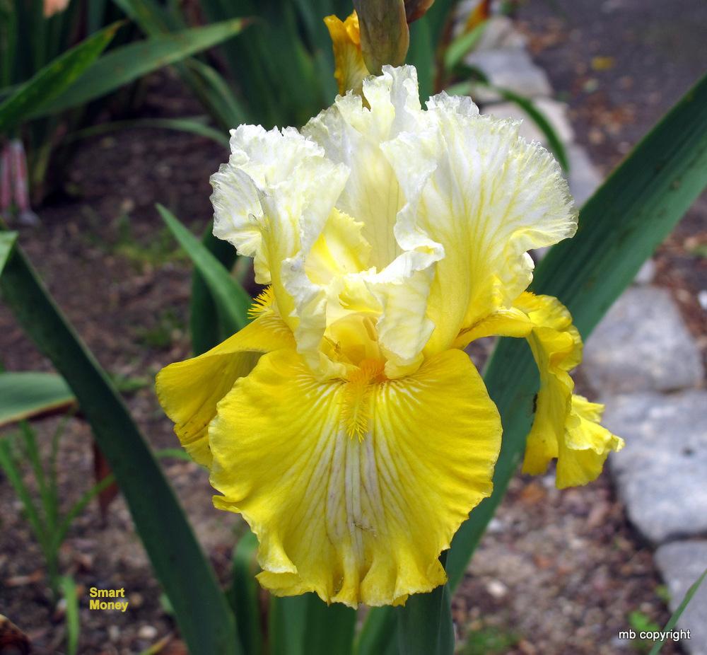 Photo of Tall Bearded Iris (Iris 'Smart Money') uploaded by MargieNY