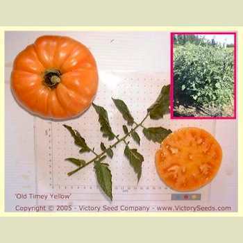 Photo of Tomato (Solanum lycopersicum 'Old Timey Yellow') uploaded by MikeD