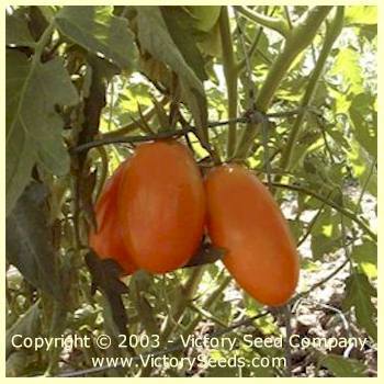Photo of Tomato (Solanum lycopersicum 'Orange Banana') uploaded by MikeD