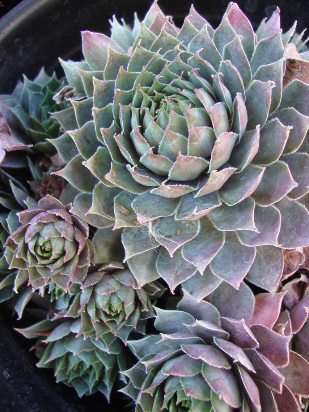 Photo of Hen and Chicks (Sempervivum 'Pacific Blue Ice') uploaded by Paul2032