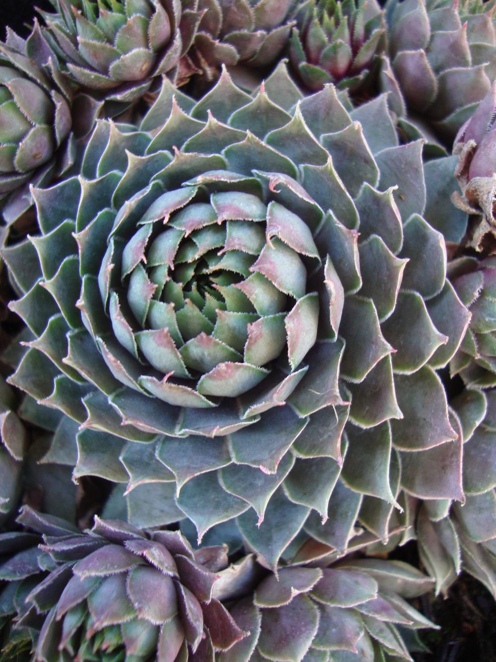 Photo of Hen and Chicks (Sempervivum 'Pacific Blue Ice') uploaded by Paul2032