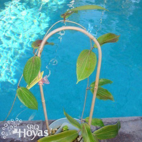 Photo of Wax Plant (Hoya soligamiana) uploaded by SRQHoyas