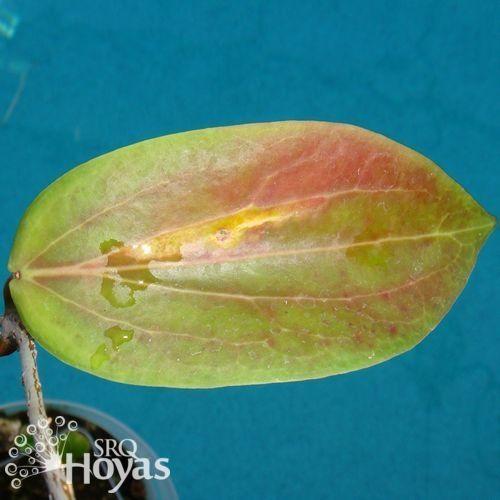 Photo of Wax Plant (Hoya soligamiana) uploaded by SRQHoyas