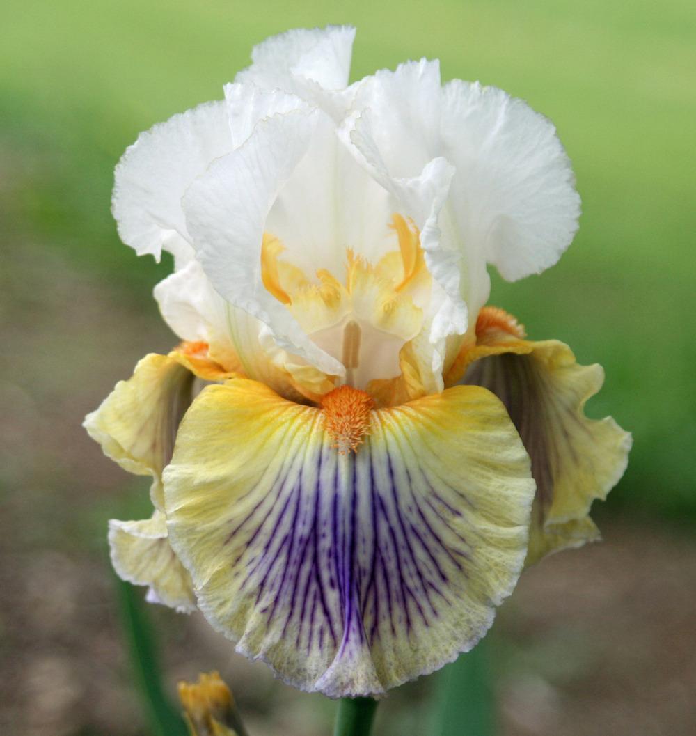 Photo of Tall Bearded Iris (Iris 'Exposé') uploaded by Snork
