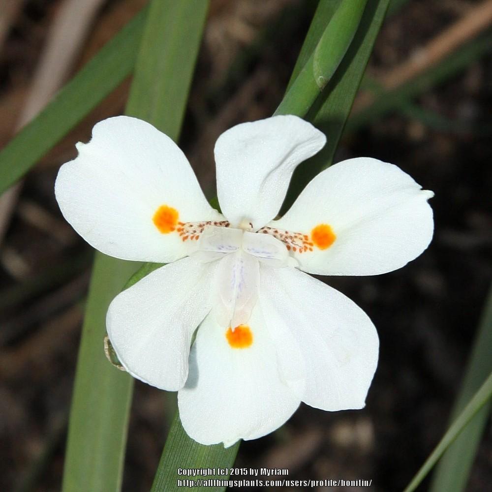Photo of Dietes uploaded by bonitin