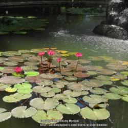 Location: Botanical garden, Rio de Janeiro, Brazil
Date: 2015-01-29