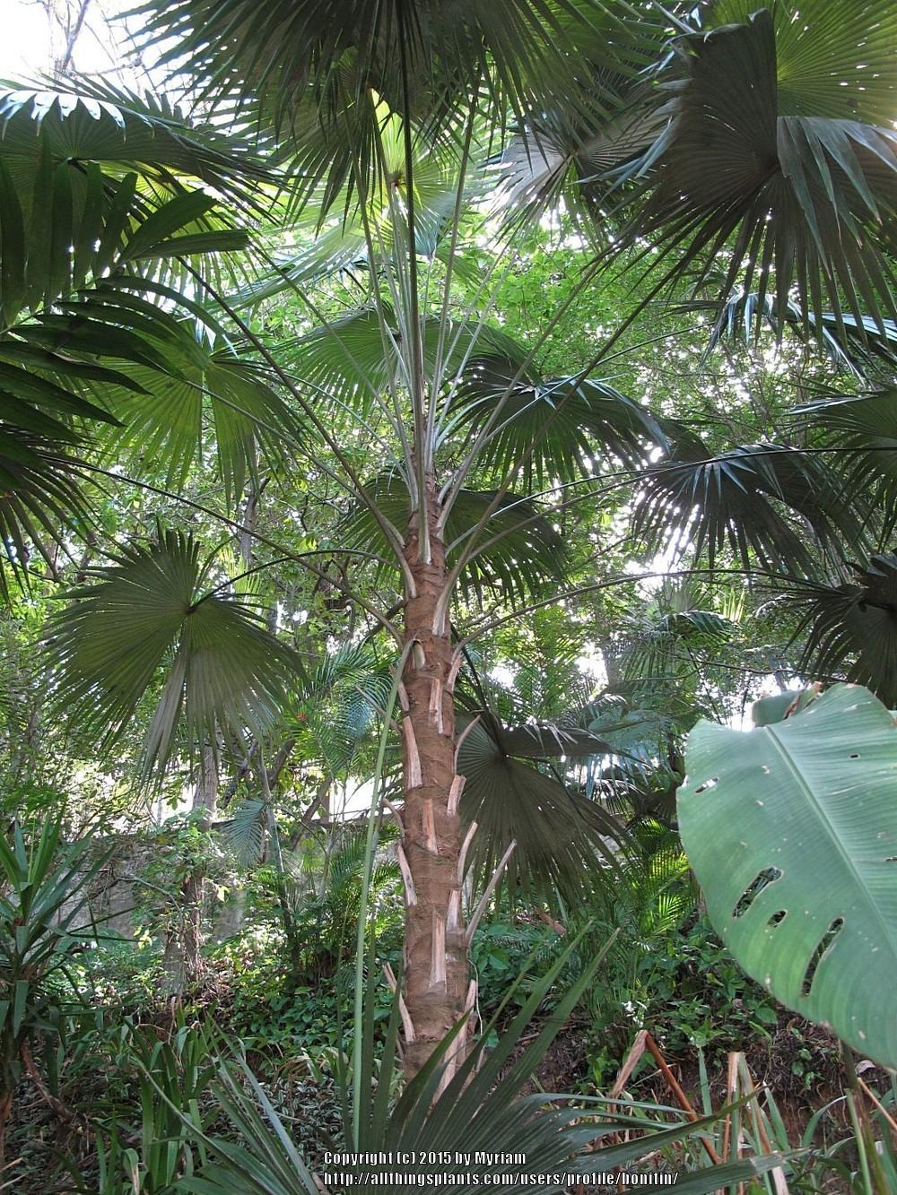 Photo of Silver Thatch Palm (Coccothrinax barbadensis) uploaded by bonitin