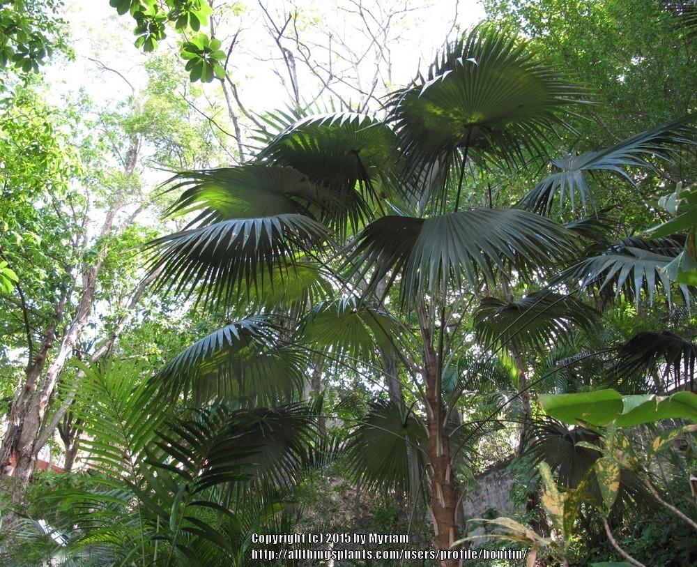 Photo of Silver Thatch Palm (Coccothrinax barbadensis) uploaded by bonitin
