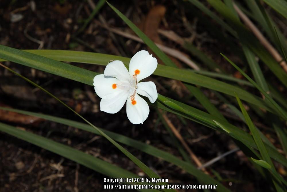Photo of Dietes uploaded by bonitin