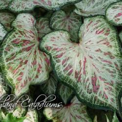 Location: Avon Park Florida
Candyland - a Classic Caladiums introduction. Used with permissio