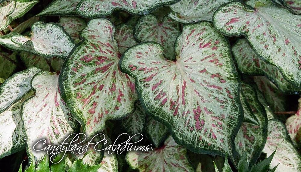 Photo of Lance-leaf Caladium (Caladium 'Candyland') uploaded by donp