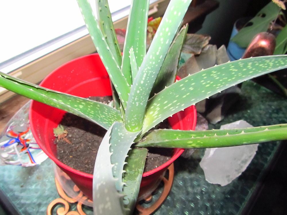Photo of Aloe Vera (Aloe vera) uploaded by jmorth