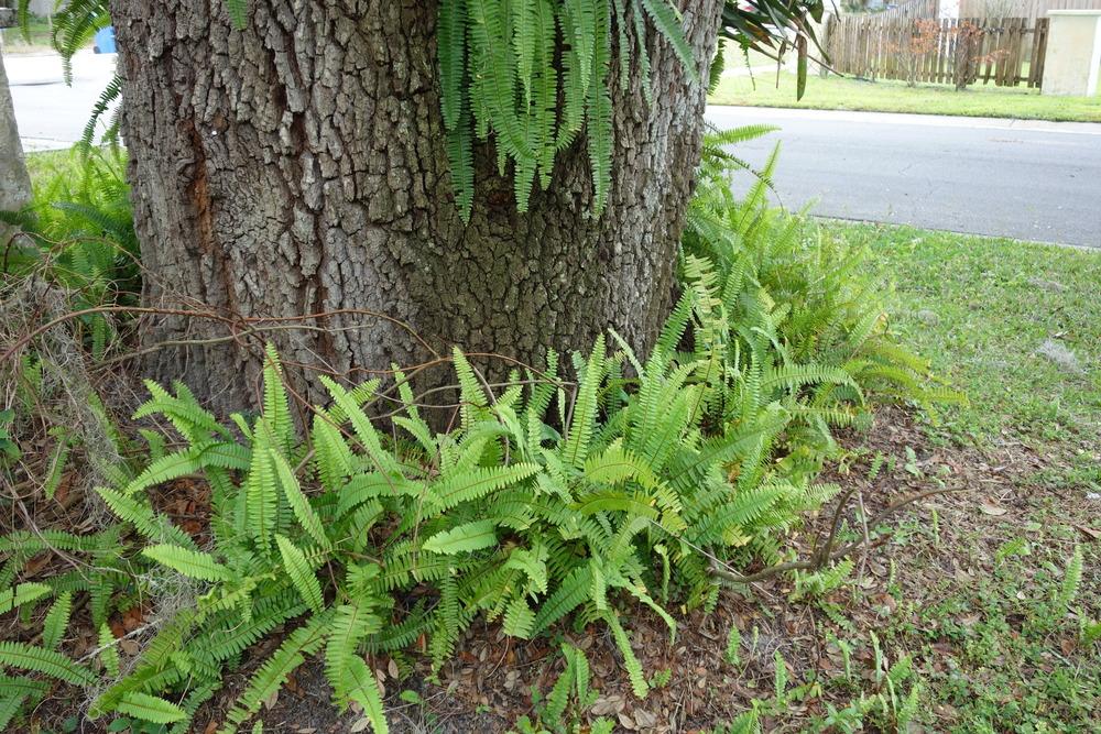 Photo of Southern Sword Fern (Nephrolepis cordifolia) uploaded by mellielong