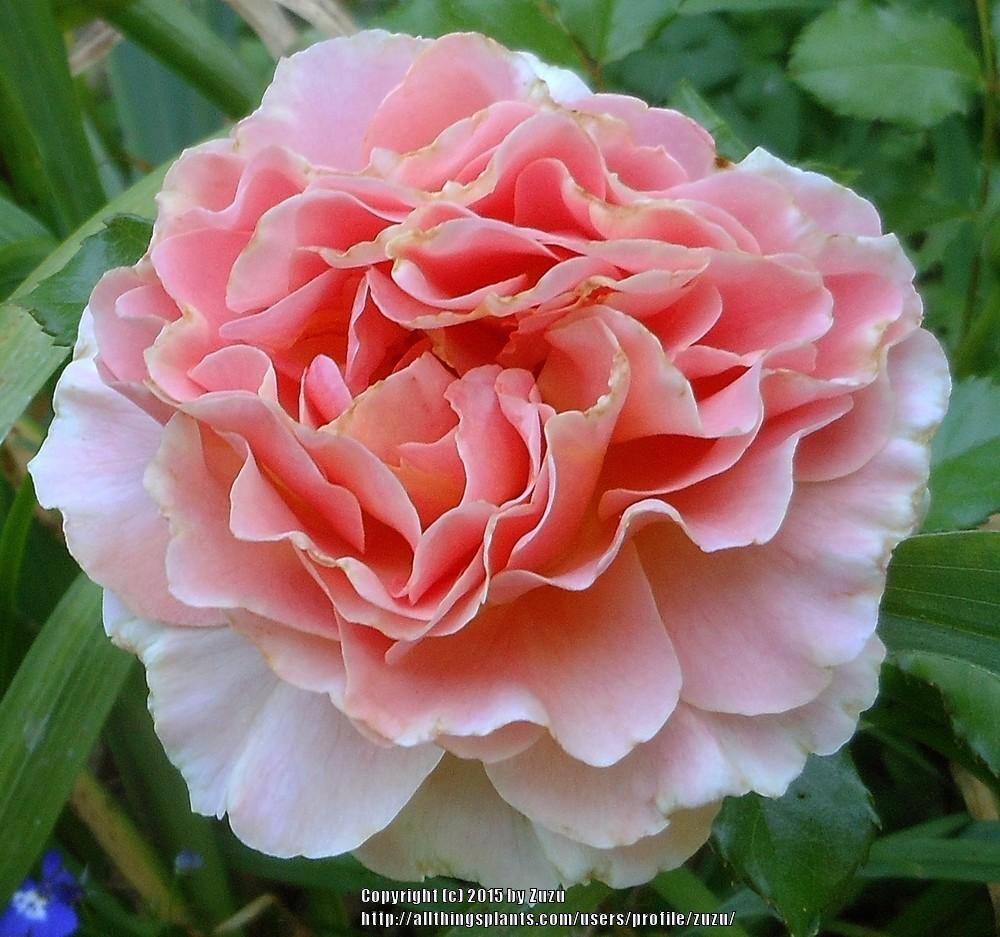 Photo of Rose (Rosa 'Caribbean Breeze') uploaded by zuzu