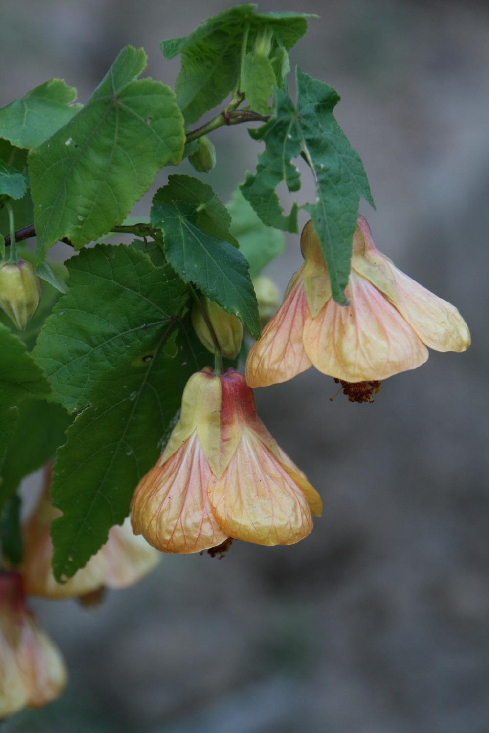 Photo of Flowering Maple (Abutilon 'Halo') uploaded by Calif_Sue