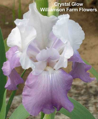 Photo of Tall Bearded Iris (Iris 'Crystal Glow') uploaded by Calif_Sue