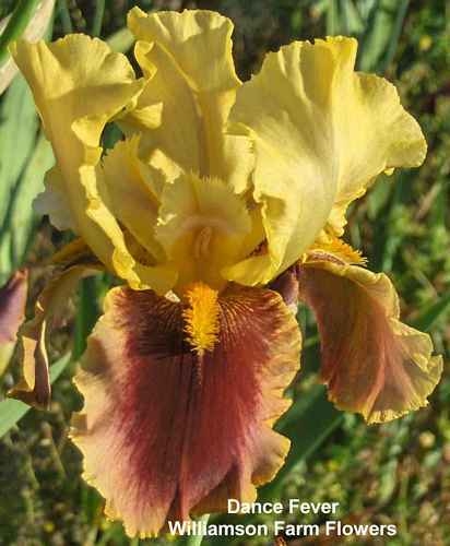 Photo of Tall Bearded Iris (Iris 'Dance Fever') uploaded by Calif_Sue