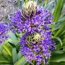 Location: Hamilton Square Perennial Garden, Sacramento CA.
Date: 2015-03-02
Peruvian Lily (Scilla peruviana) Zone 9b