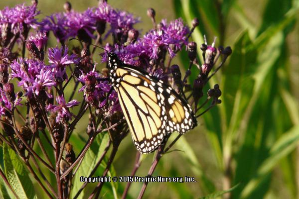 Photo of Smooth Ironweed (Vernonia fasciculata) uploaded by Joy