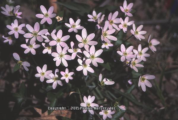 Photo of Sharp-Lobed Hepatica (Hepatica nobilis var. acuta) uploaded by Joy