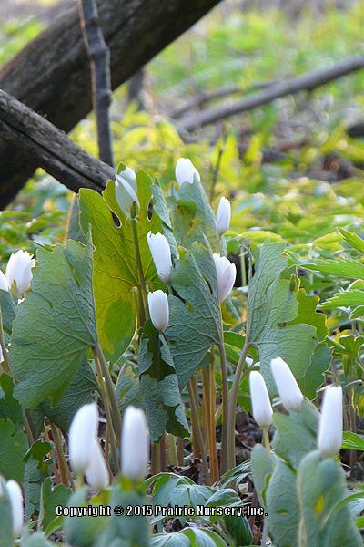 Photo of Bloodroot (Sanguinaria canadensis) uploaded by Joy