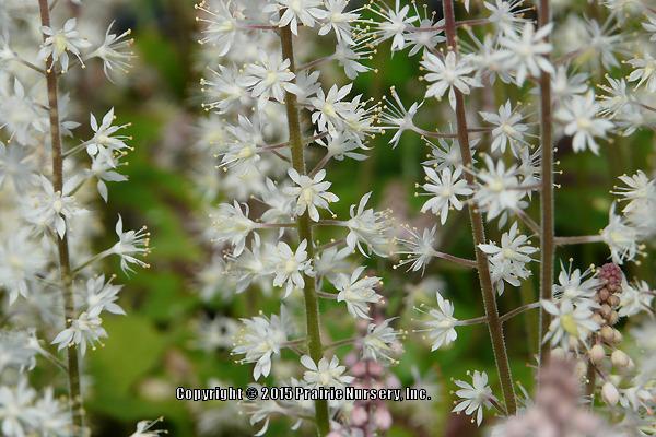 Photo of Foam Flower (Tiarella cordifolia) uploaded by Joy