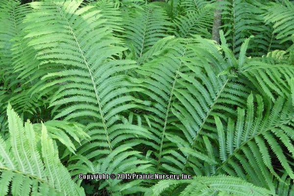 Photo of Ostrich Fern (Matteuccia struthiopteris) uploaded by Joy