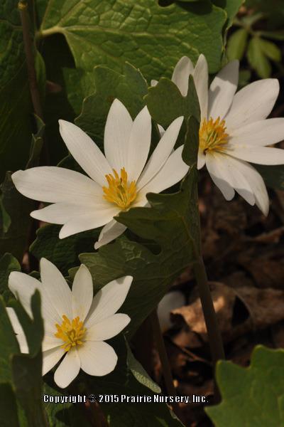 Photo of Bloodroot (Sanguinaria canadensis) uploaded by Joy