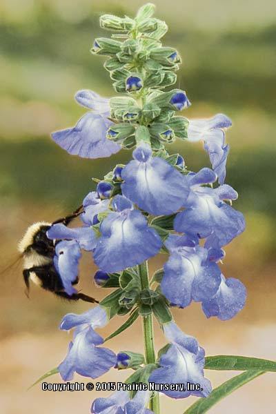 Photo of Blue Sage (Salvia azurea) uploaded by Joy