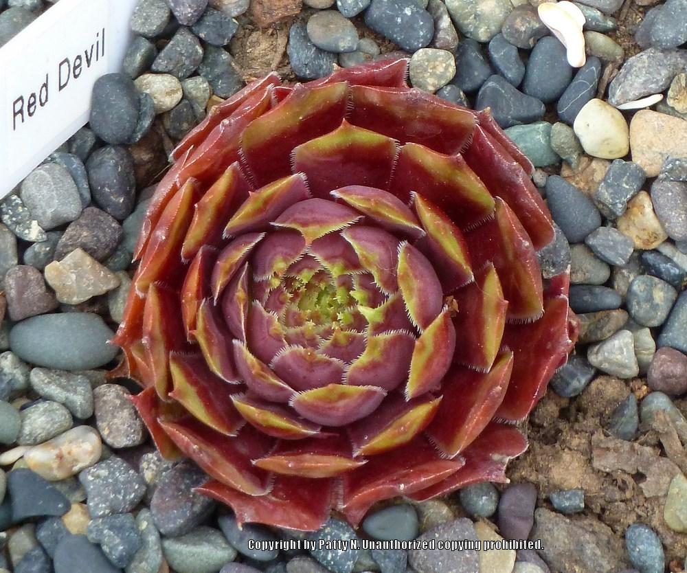 Photo of Hen and Chicks (Sempervivum 'Red Devil') uploaded by Patty