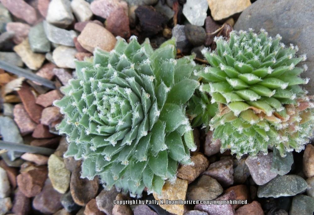 Photo of Hen and Chicks (Sempervivum 'Silver Jubilee') uploaded by Patty