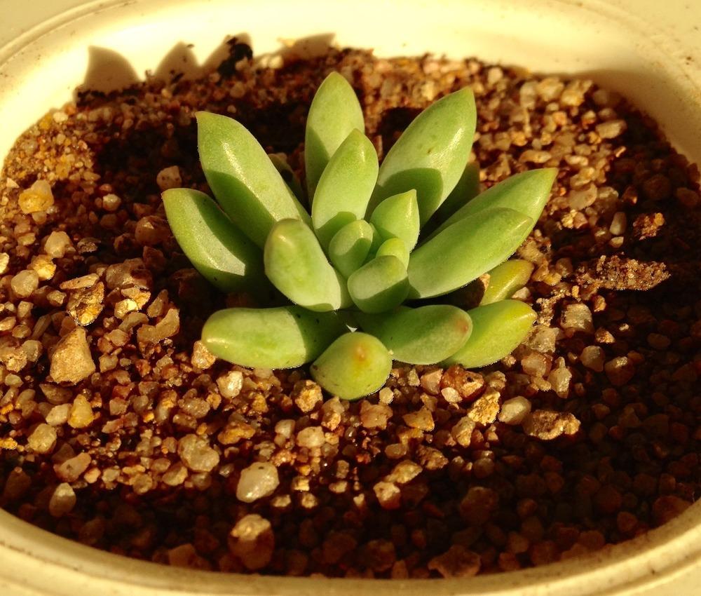 Photo of Sedeveria (XSedeveria 'Hummellii') uploaded by Sunlover