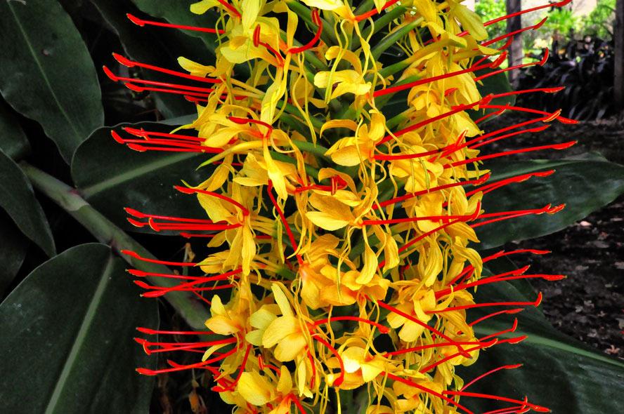 Photo of Orange Bottlebrush Ginger (Hedychium coccineum) uploaded by admin