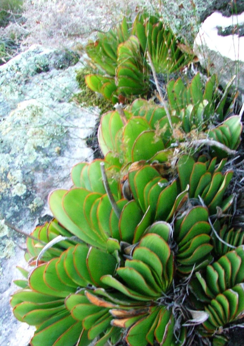 Photo of Aloe (Kumara haemanthifolia) uploaded by admin