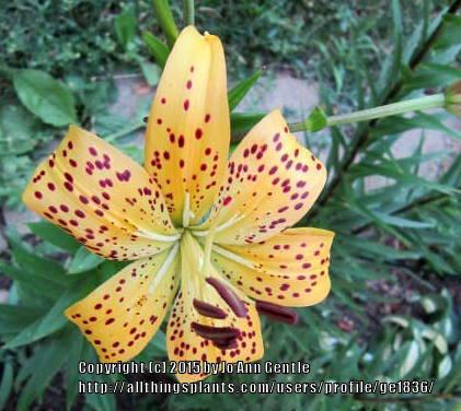 Photo of Asiatic Lily (Lilium 'Gold Tiger') uploaded by ge1836