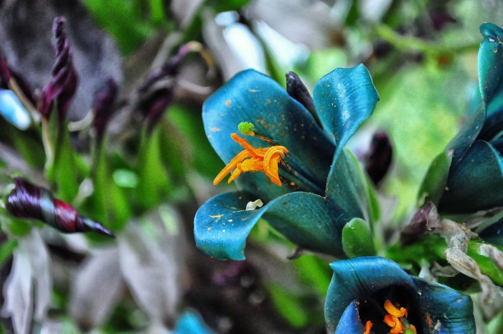 Photo of Blue Puya (Puya x berteroniana) uploaded by admin