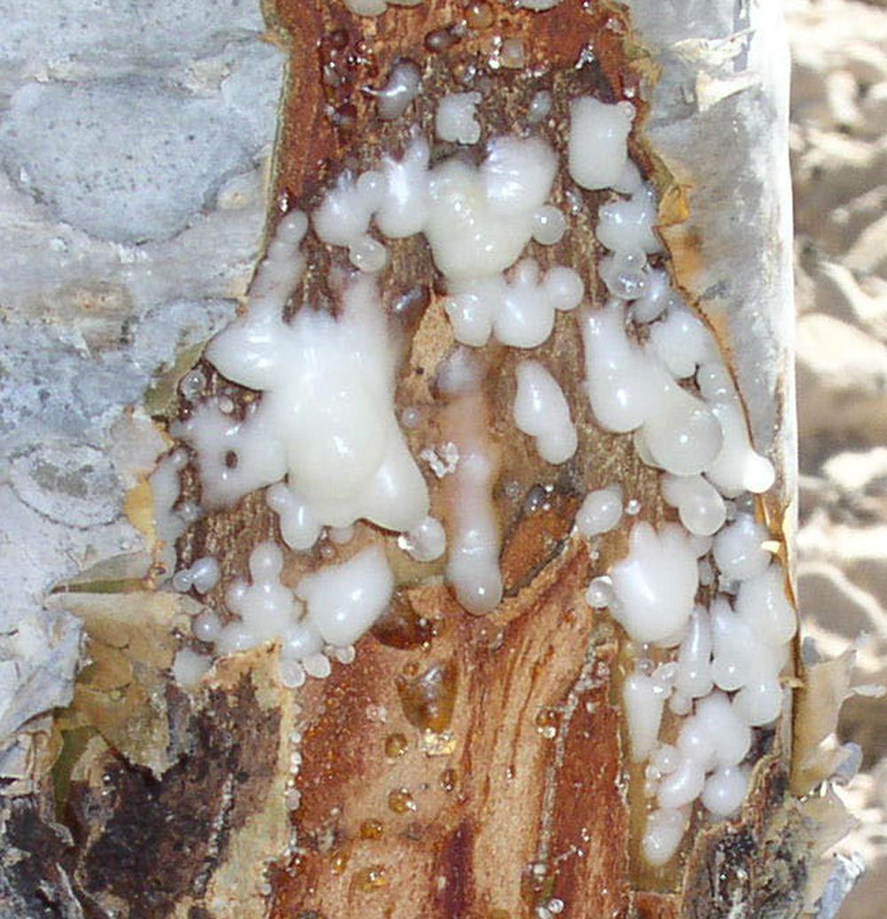 Photo of Arabian Frankincense (Boswellia sacra) uploaded by admin