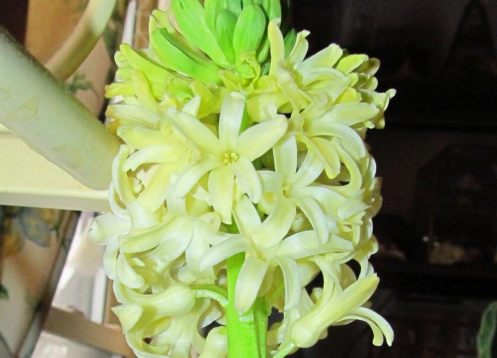 Photo of Hyacinth (Hyacinthus orientalis 'Yellowstone') uploaded by jmorth
