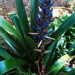 Location: Miami, FL
Date: 2015-01
Fairchild gardens - large blue inflorescence is very striking