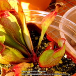 Location: At our garden - San Joaquin County, CA
Date: 2015-03-03 - Winter
Shiny newly formed pitchers of my Sarracenia purpurea