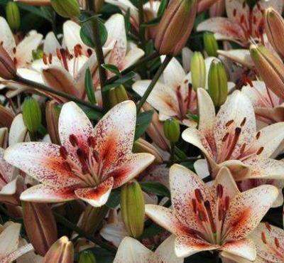 Photo of Lily (Lilium 'Creme Brulee') uploaded by Calif_Sue
