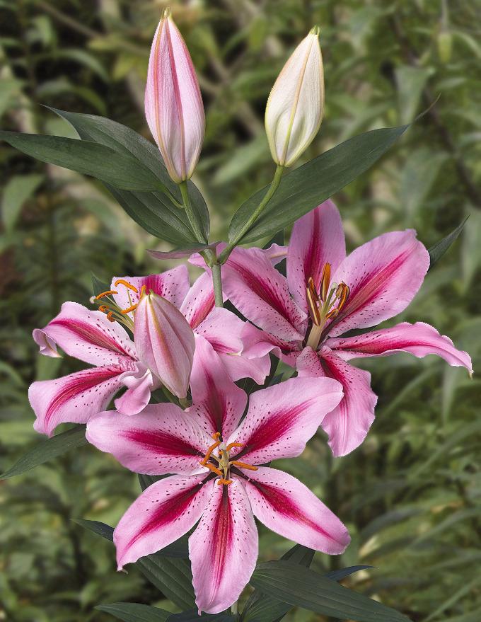 Photo of Lily (Lilium 'Raspberry Ribbons') uploaded by Calif_Sue