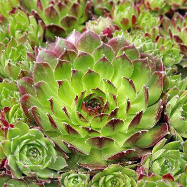 Photo of Hen and Chicks (Sempervivum 'Sioux') uploaded by Joy