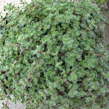 Photo of Woolly Thyme (Thymus praecox subsp. polytrichus) uploaded by Joy