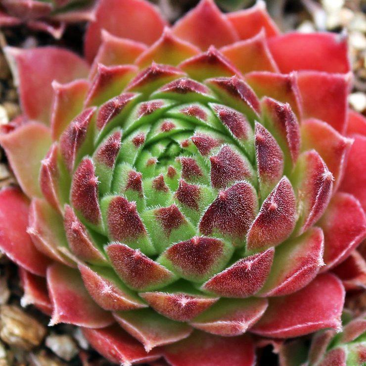 Photo of Hen and Chicks (Sempervivum 'Shirley Moore') uploaded by Joy